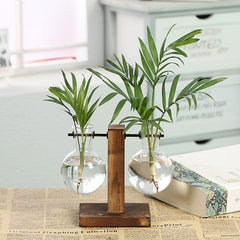 Hydroponic Transparent Plant Vases - Qobeyhub